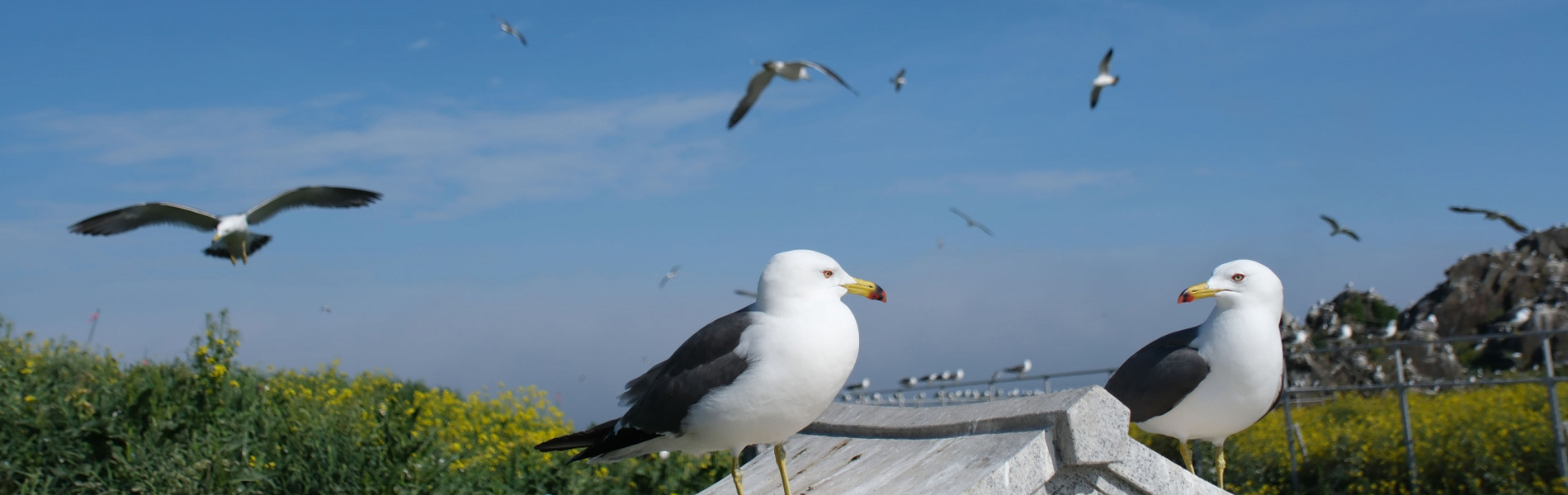 インスタントせんべい汁